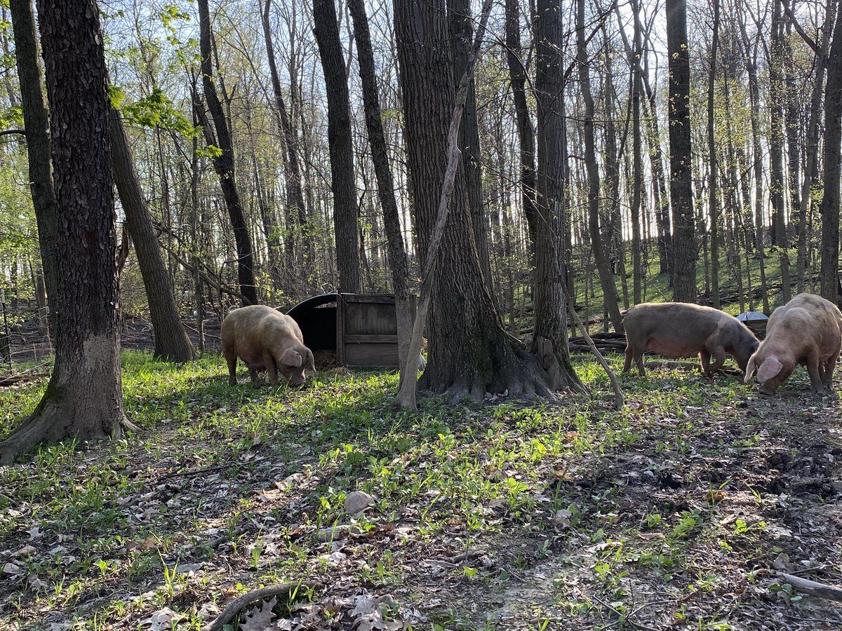 GGunthorp's tweet photo. Moved some sows to farrowing paddocks today.  #realpigfarming  #AgTwitter #porkwithflavor #agreenerworld #AWACertified #prop12compliant https://t.co/MByXITZRS0