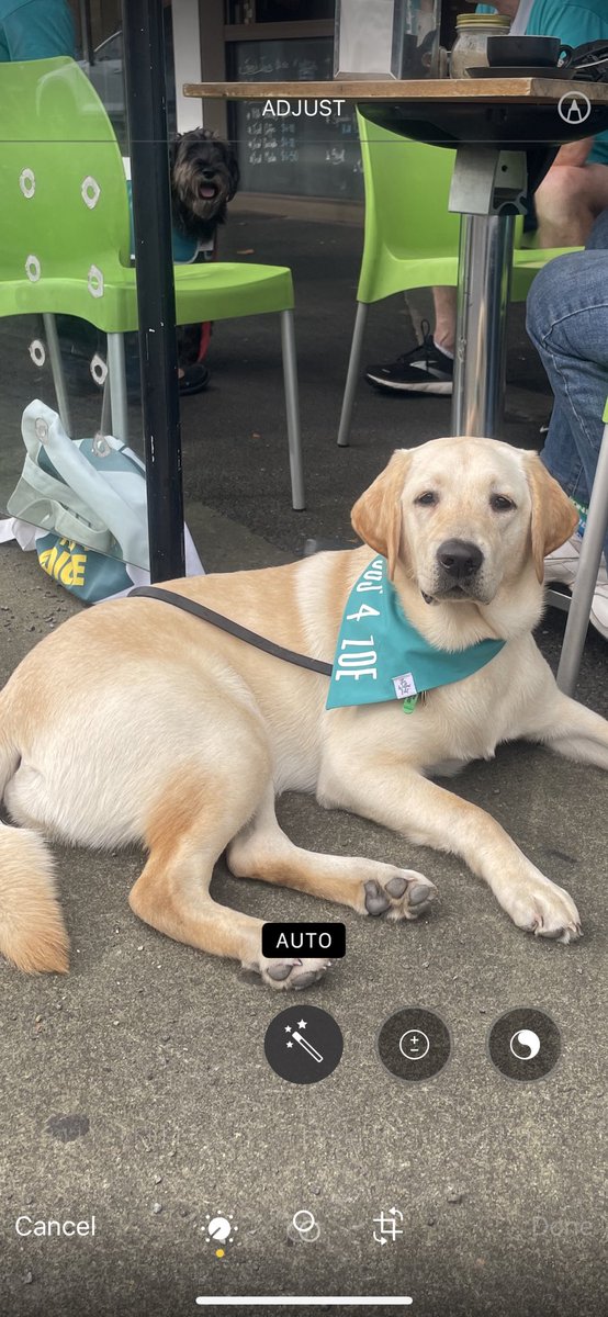 coleym64's tweet photo. @julian_keil @auspoldaily @zdaniel Did somebody say cute?๐ถ
Dixie representing ๐๐ป๐
#Dogs4Zoe #GoldsteinVotes https://t.co/yJBOctiiNI