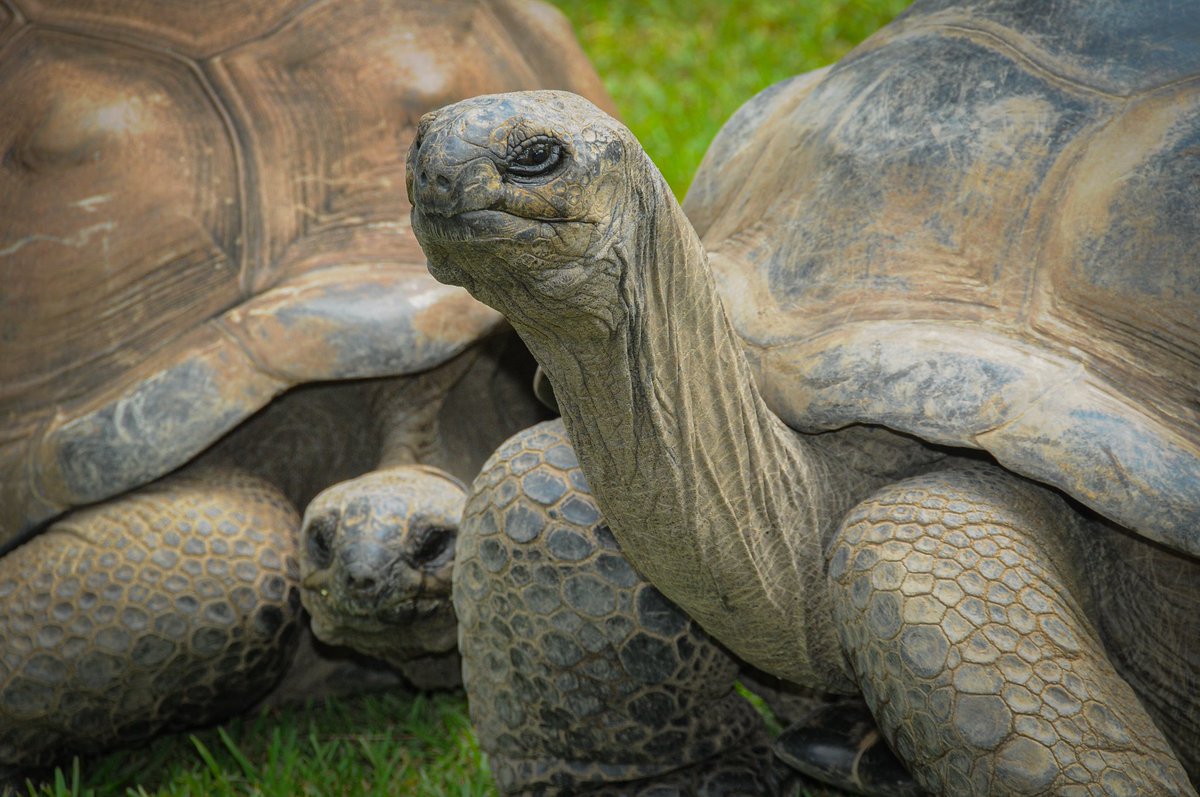 AustraliaZoo's tweet photo. Help another friend come out of their shell today🐢 #TortoiseWisdom https://t.co/kNbtu1w2OD