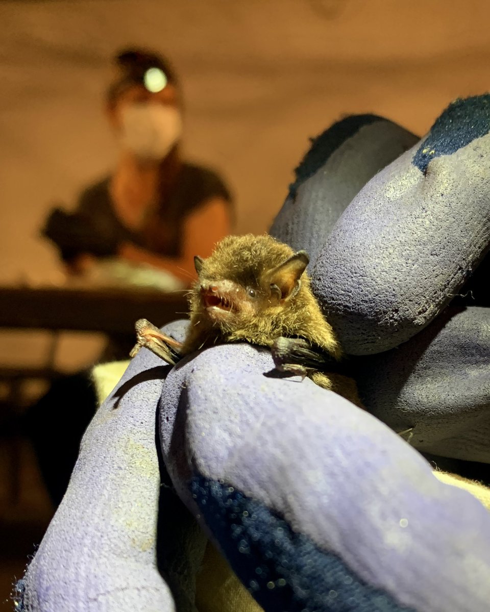Nicholas Wu (@nicholaswunz) on Twitter photo I recently joined <a href="/westsyduhie/">Western Sydney U - HIE</a> to look at how Aussie bats 🦇 may respond to the white-nose syndrome with <a href="/batslab/">BATsLAB</a>. Follow me to stay up-to-date on this research & many more others! #ThisisMyScience #PlanetEarth I recently joined <a href="/westsyduhie/">Western Sydney U - HIE</a> to look at how Aussie bats 🦇 may respond to the white-nose syndrome with <a href="/batslab/">BATsLAB</a>. Follow me to stay up-to-date on this research & many more others! #ThisisMyScience #PlanetEarth