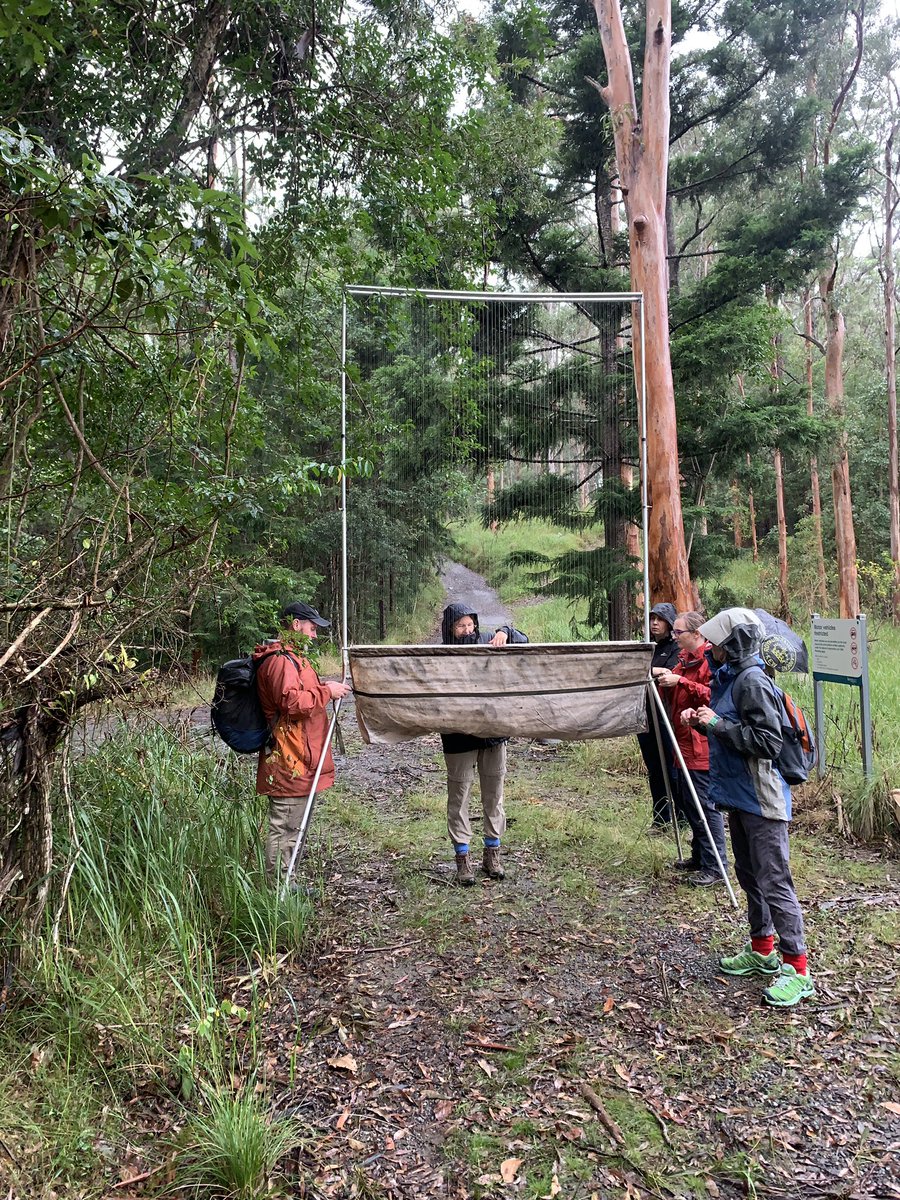 NicholasWuNZ's tweet image. I recently joined @westsyduhie to look at how Aussie bats 🦇 may respond to the white-nose syndrome with @batslab. Follow me to stay up-to-date on this research &amp;amp; many more others! #ThisisMyScience #PlanetEarth