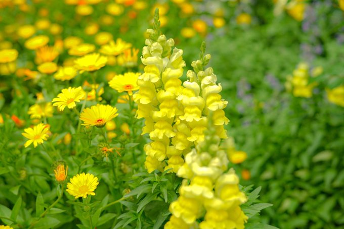yello yellow happyをおすそわけ
春っていろんなお花が咲くからホント見てるだけで楽しい😆 https://t.co/5PGY2inOFf