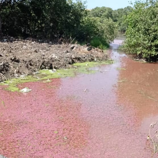 agendautomotriz's tweet photo. #9mayo #Lecheria #Anzoategui Vecinos de Rómulo Gallegos denunciaron hoy que el agua de la laguna se tornó rosada haciendo pensar que algo fue vertido allí contaminándola, las autoridades se apersonaron  en el sector y fueron tomadas muestras para determinar que causó este efecto. https://t.co/x23P4FxdEW