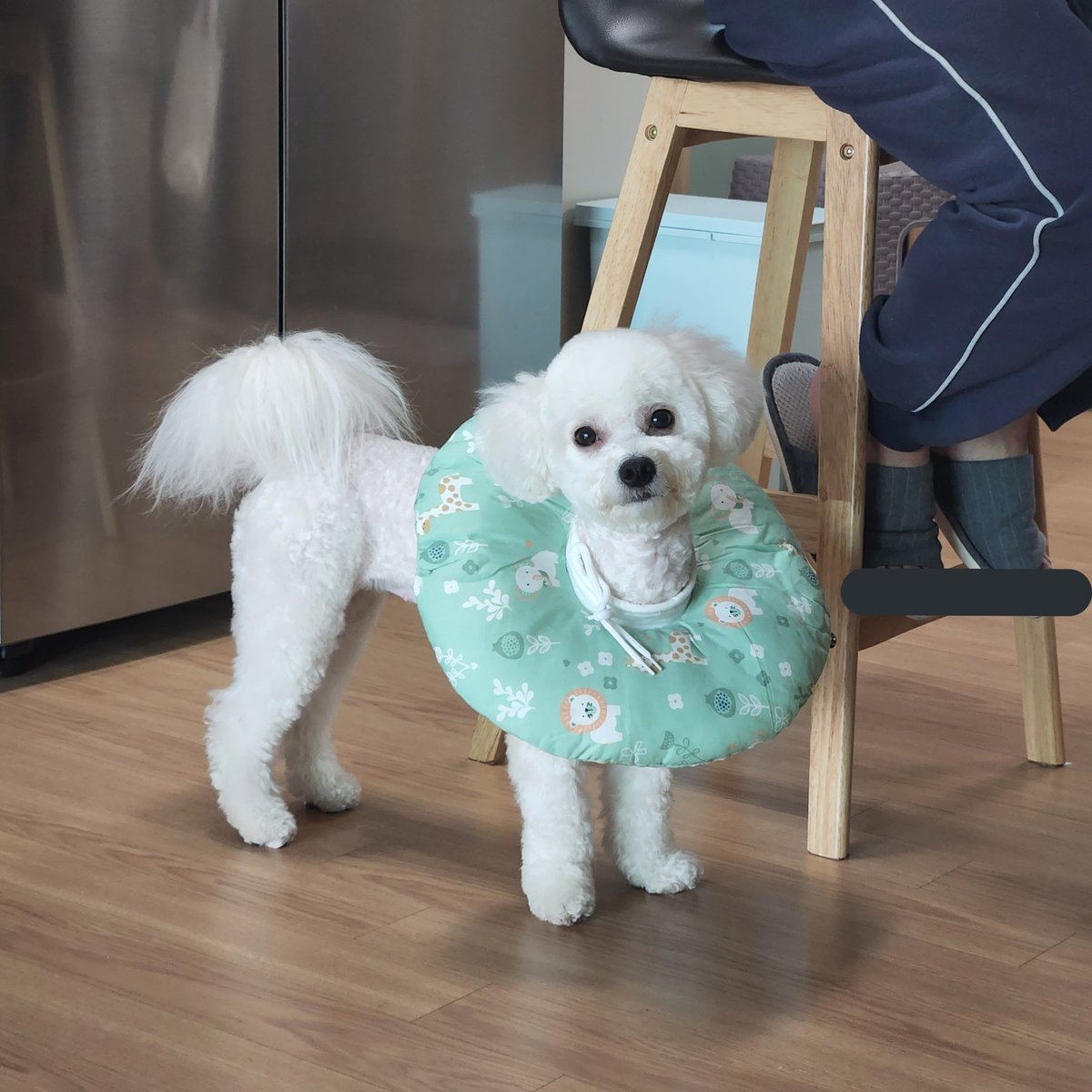 arabian9127's tweet photo. 강아지근황 https://t.co/VvAtiakmcM