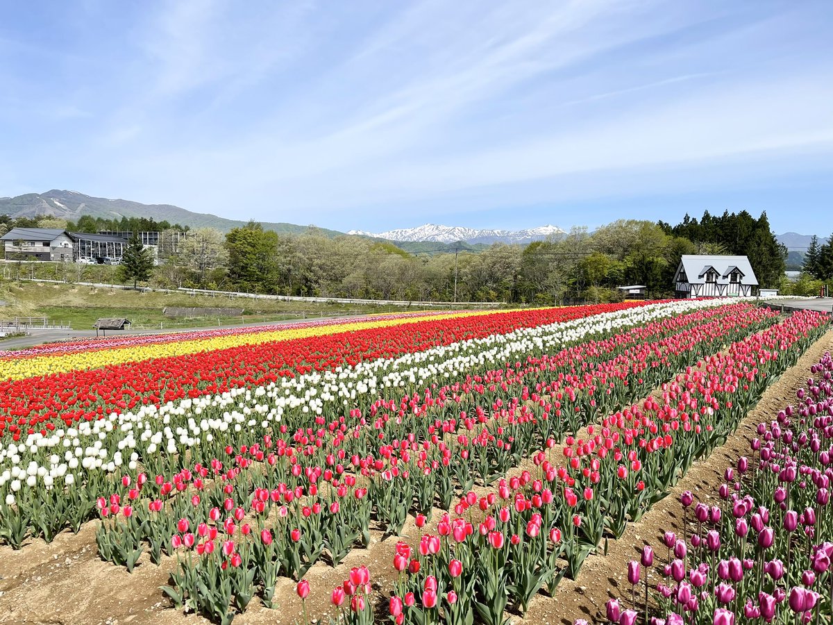 clown_toppo's tweet photo. 朝から快晴😆
チューリップが綺麗🌷
#牧歌の里 https://t.co/ps9SckychL