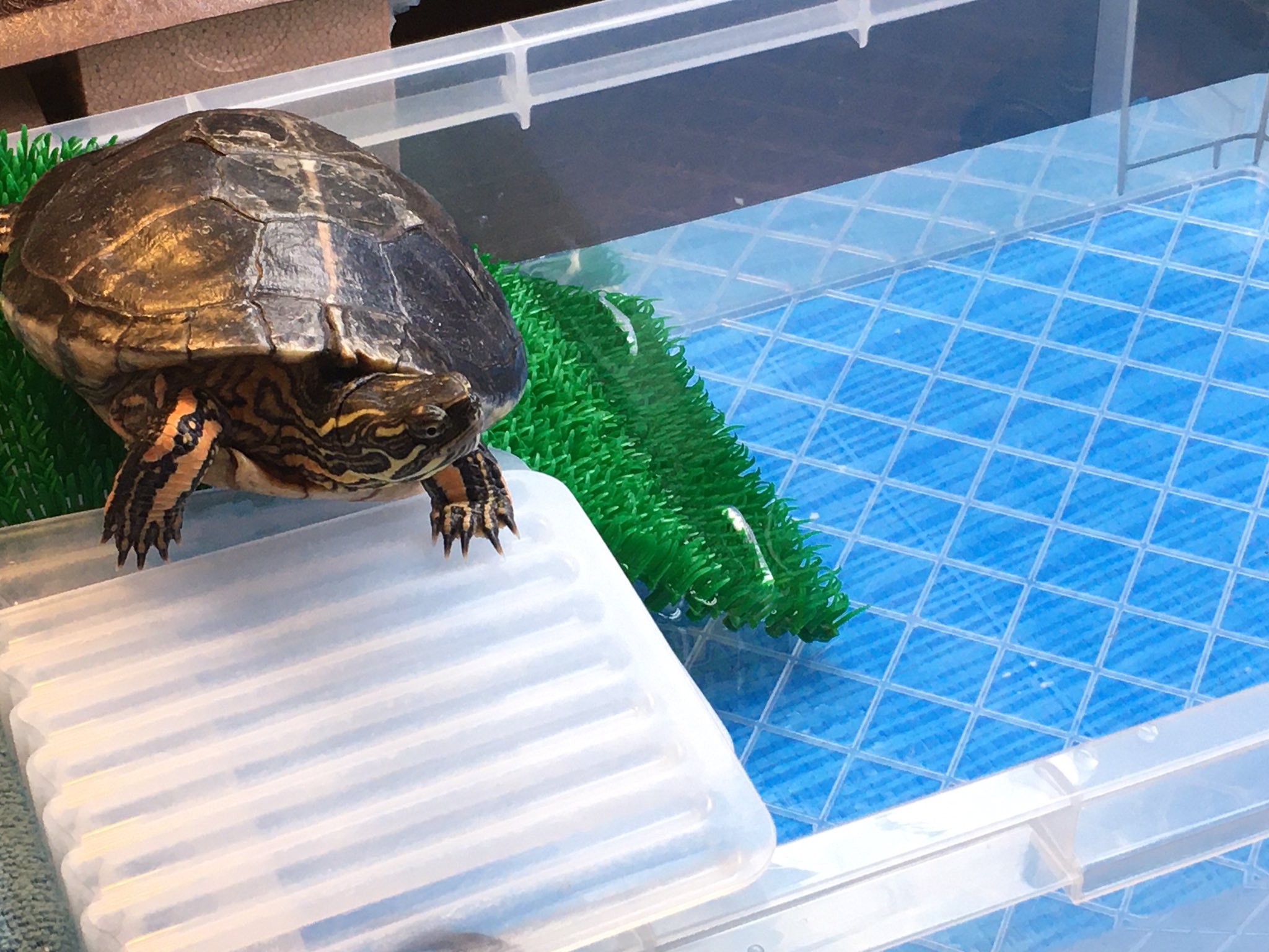 亀ジュエリー 水槽 衣装ケース を新しくしました なのに ナミちゃんは陸地に上がってしまいました 新しいお家を堪能して欲しいのになぁ 思ったようにはならないですね アカセスジガメ T Co Blgjbnu5tr Twitter