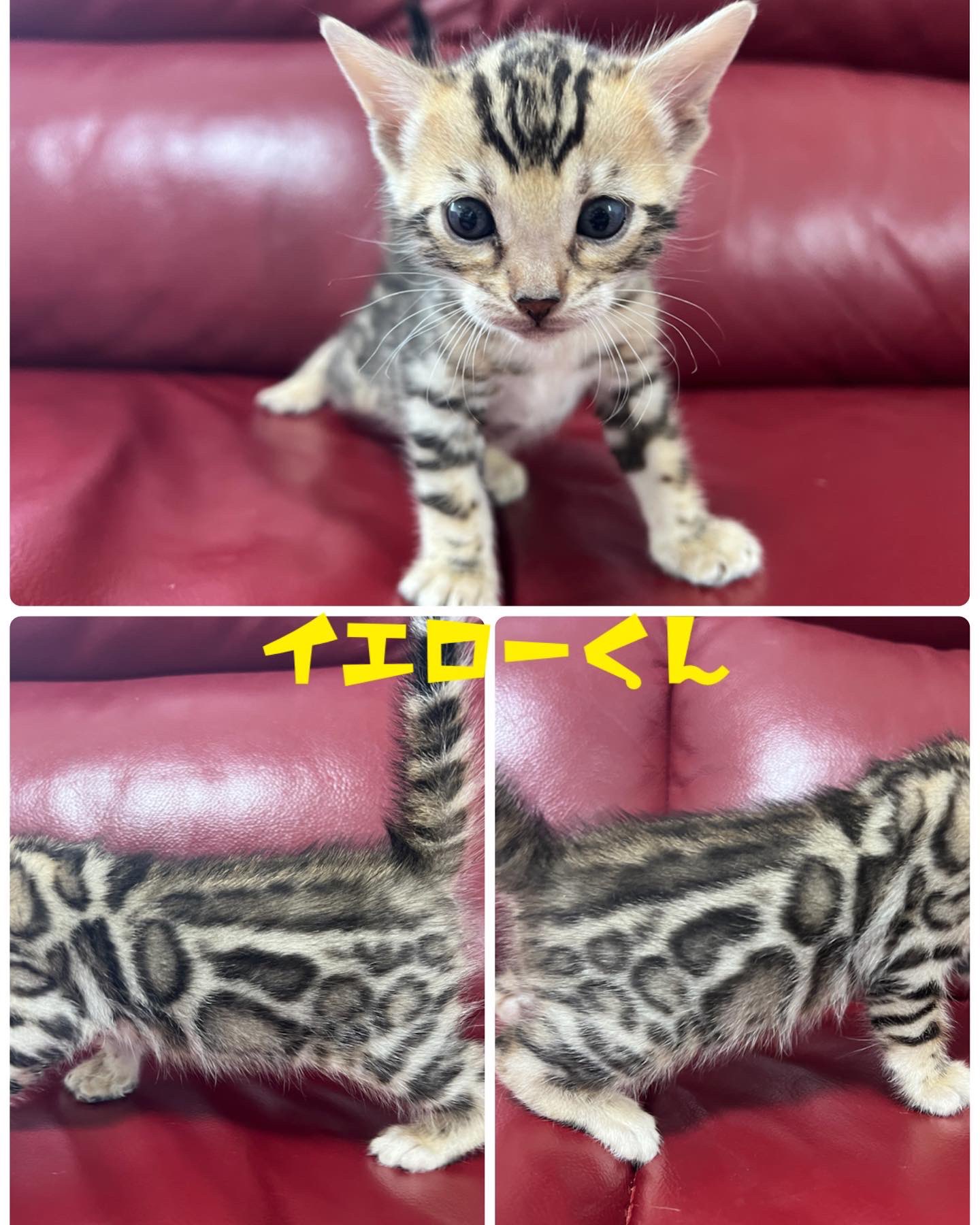 Sophia ベンガル猫 フレンチブルドッグ 0630sophia Twitter