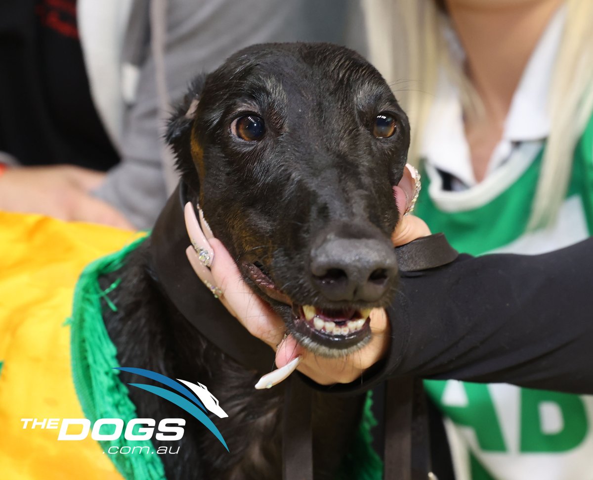Thedogs_com_au's tweet photo. The 2022 @ladbrokescomau #BrotherFox heats at Dubbo have dropped, & there are some stars on show this Sat!
โญZipping Kyrgios, Billy Creek, Good Odds Cash & Zipping Maserati to name just a few!โญ
Check out the heats: https://t.co/dvLgVYotsc
๐ธZipping Maserati (H4)
#thedogs https://t.co/C5JHf6Ay0Y