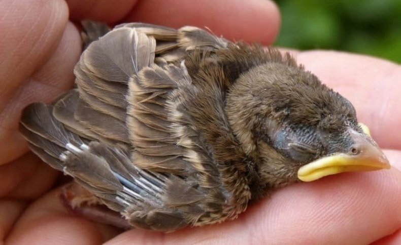 HGouldian's tweet photo. با توجه به رسیدن بهار یواش یواش سروکله‌ی جوجه های یتیم هم پیدا میشه.
این باشه اینجا اگه یه وقت جوجه‌ی پرندگان همه چیزخوار پیدا کردین بتونین بزرگش کنین.
سرلاک پرندگان همه چیز خوار (سار - مینا -بلبل خرما و ...)
جوجه‌ی این گونه‌ها با اینکه همه چیز خوار هستن،جیره اصلیشون رو حشرات و https://t.co/OgC5Y4257e