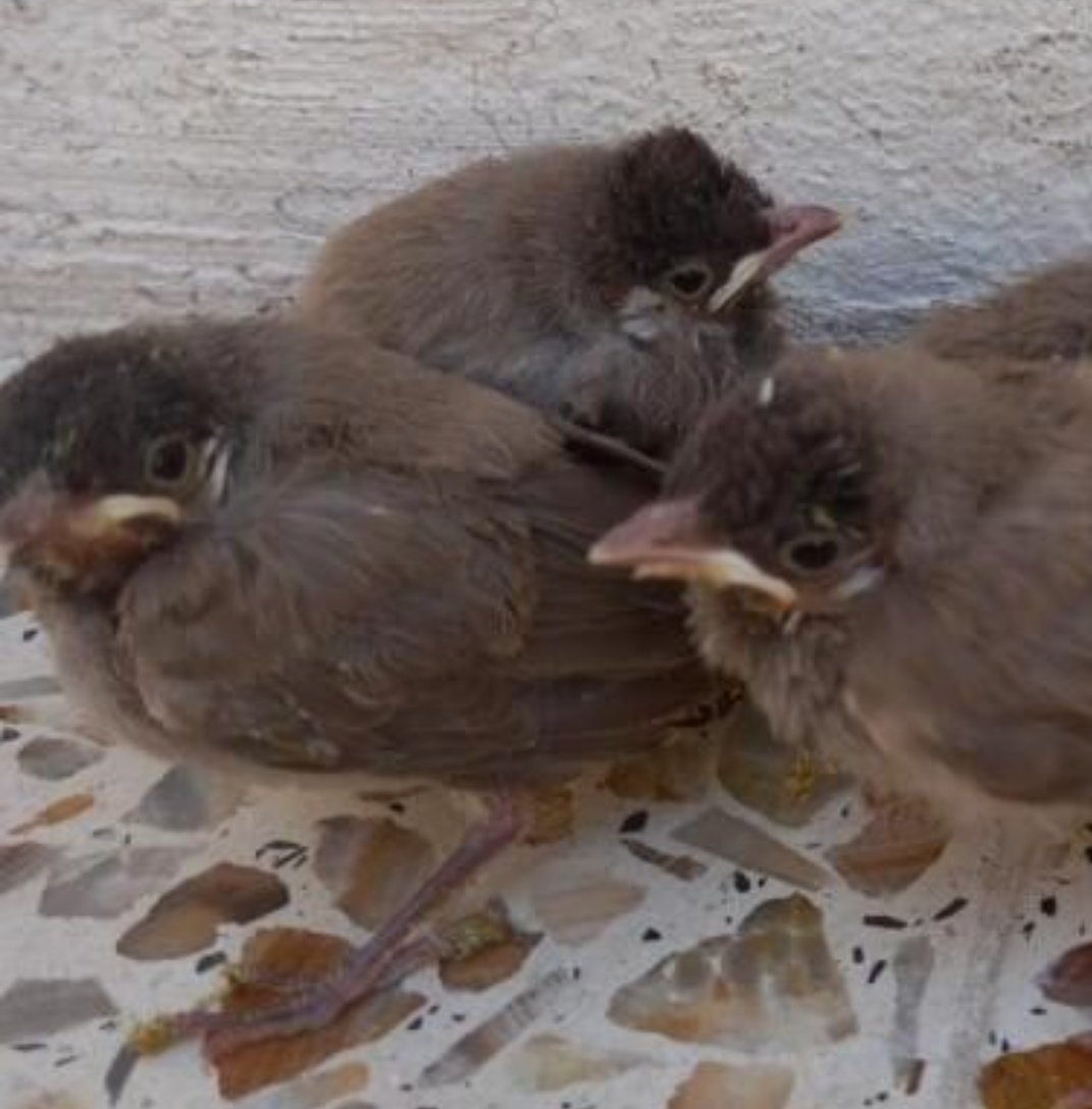 HGouldian's tweet photo. با توجه به رسیدن بهار یواش یواش سروکله‌ی جوجه های یتیم هم پیدا میشه.
این باشه اینجا اگه یه وقت جوجه‌ی پرندگان همه چیزخوار پیدا کردین بتونین بزرگش کنین.
سرلاک پرندگان همه چیز خوار (سار - مینا -بلبل خرما و ...)
جوجه‌ی این گونه‌ها با اینکه همه چیز خوار هستن،جیره اصلیشون رو حشرات و https://t.co/OgC5Y4257e