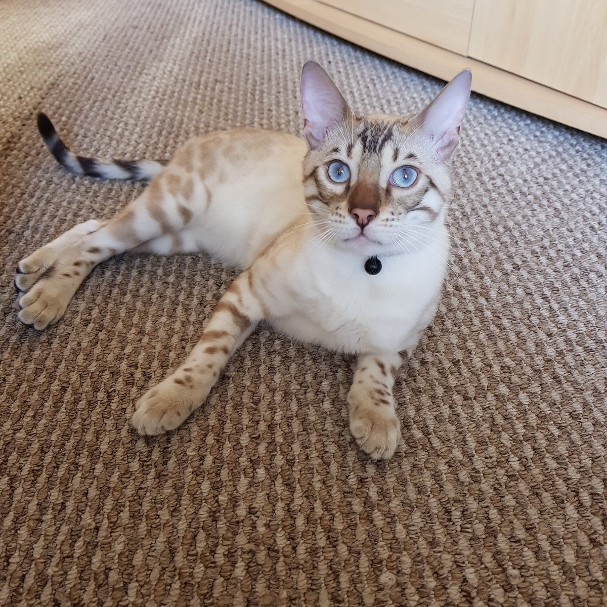 BlueEyedBengal's tweet photo. Waiting to play with Mum, Mum has to get ready for work 
#dontwannagotowork https://t.co/i4Zbk8JWA7