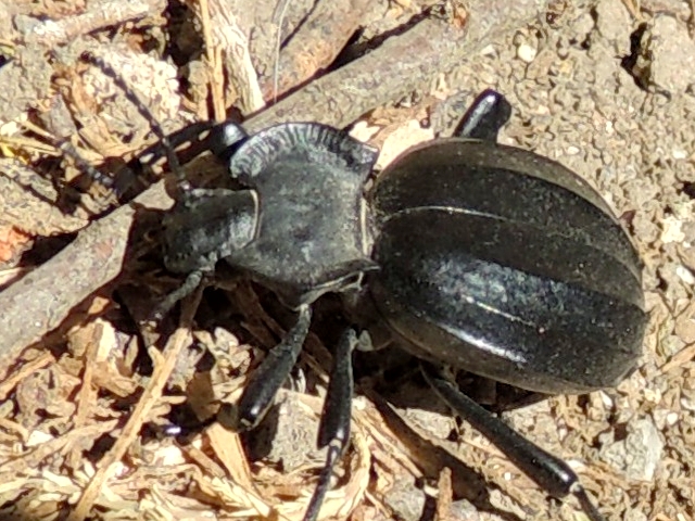 Akis genei Solier, 1836 en Animalandia: animalandia.educa.madrid.org/ficha.php?id=3…
Fotografiado en el Parque Nacional de las Tablas de Daimiel. Ciudad-Real. Castilla La Mancha (España).
Licencia Pública General de GNU (GPL).