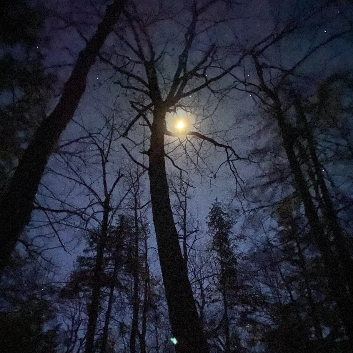 Lanterna tweet media