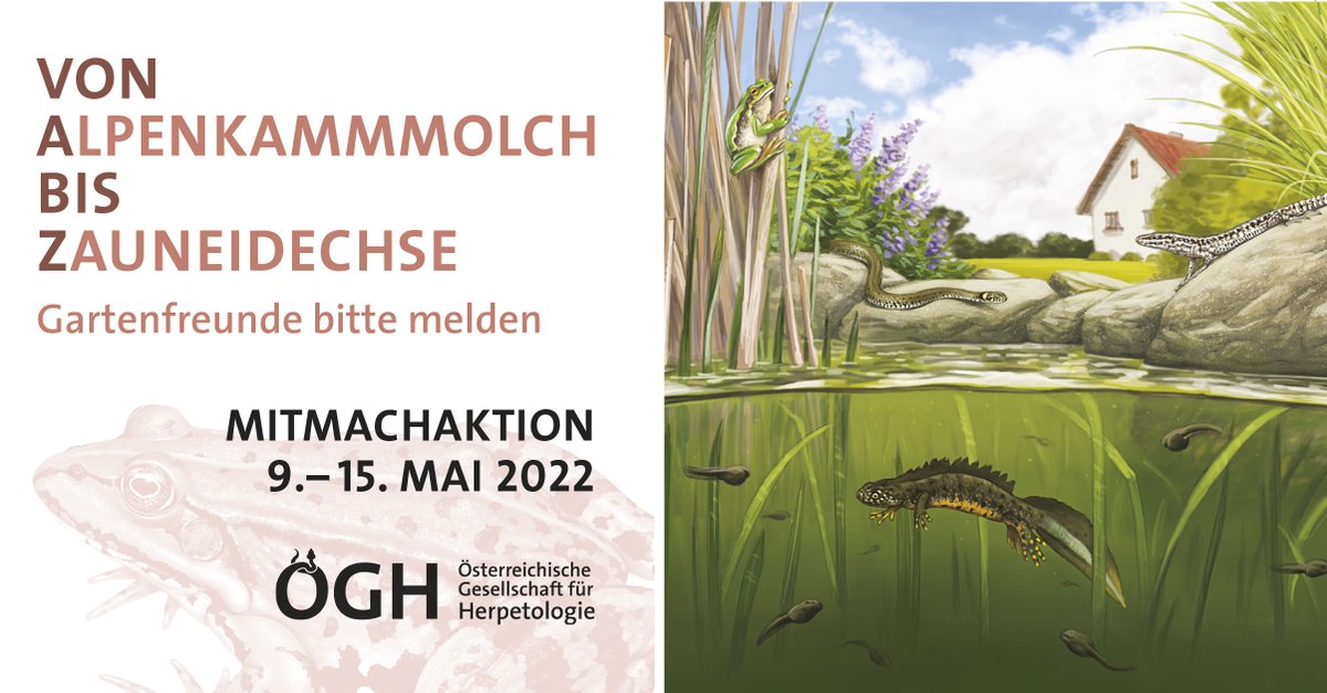BirdLifeAustria's tweet photo. Bis 15. Mai findet die Mitmach-Aktion "Von Alpenkammmolch bis Zauneidechse – Gartenfreunde im Fokus", organisiert von der Österreichische Gesellschaft für #Herpetologie statt. Bei dieser Aktion wird aufgerufen, die Amphibien und Reptilien in Gärten zu melden. https://t.co/wyNyzbFJTL
