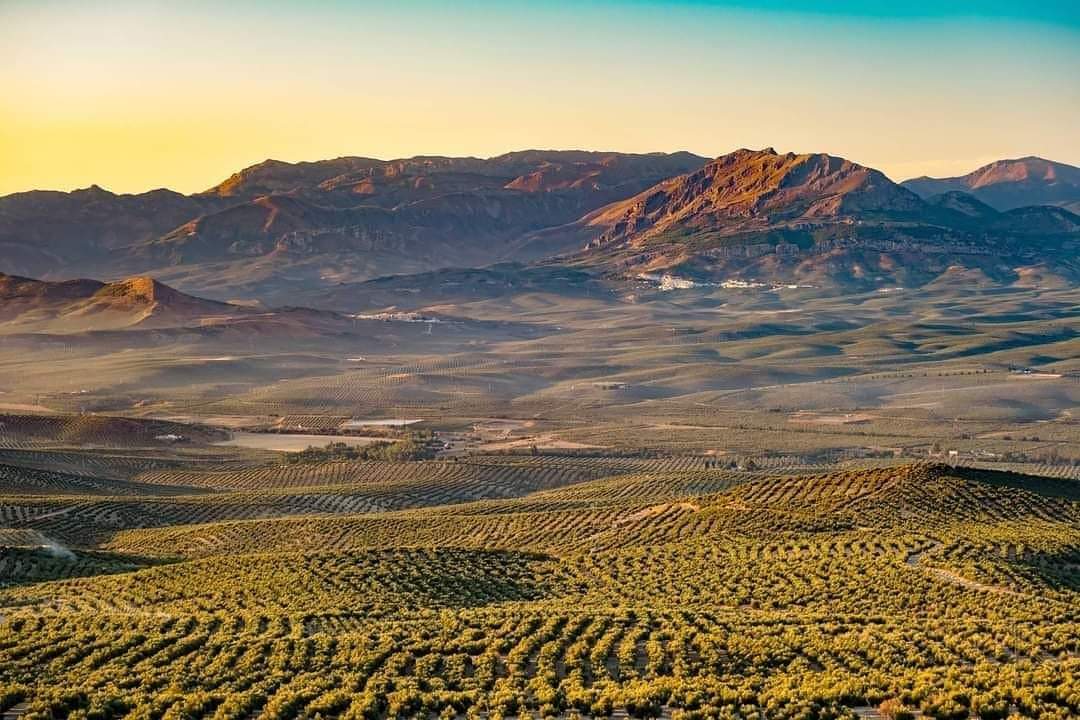 #BuenosDias desde el mar de Olivos de la provincia de #Jaen ☀️🌳