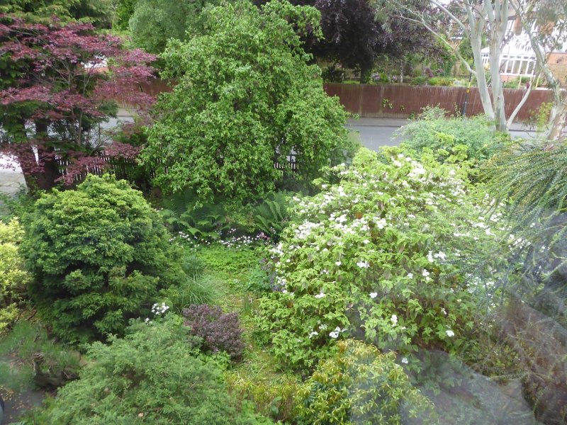Sunday 15th May 12pm – 5pm Cats Whiskers, Amesbury Road, Moseley, Birmingham B13 8LE is open. findagarden.ngs.org.uk/garden/35261/c… 
Plantsman's garden developed over 38 years. Front full of interesting trees &amp; shrubs; rear three levels steps, pergola, veg &amp; greenhouse. Adm £5 child free