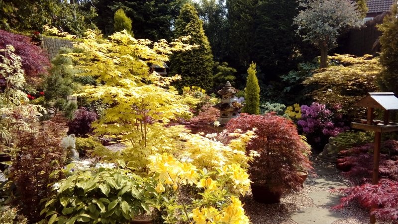 Sunday 15th May 10 Paget Rise , Abbots Bromley WS15 3EF is open 11-5. findagarden.ngs.org.uk/garden/35922/1… 
Small garden with Japanese influence. Rhododendrons, flowering shrubs, bonsai-style Acer. Rear has a woodland feel with a fairy dell under the pine tree. Adm £3 child free