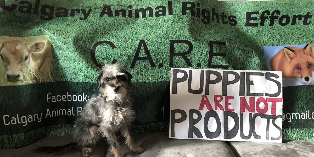 carecgy's tweet photo. We need a ban on BUYING #Dogs & #Puppies at the very least.. Whoโs in? @CalgaryHumane #yyc #AdoptDontShop #JustStopIt #BeSmart #NoBreeding #Breeders https://t.co/ZbufbgSzWf