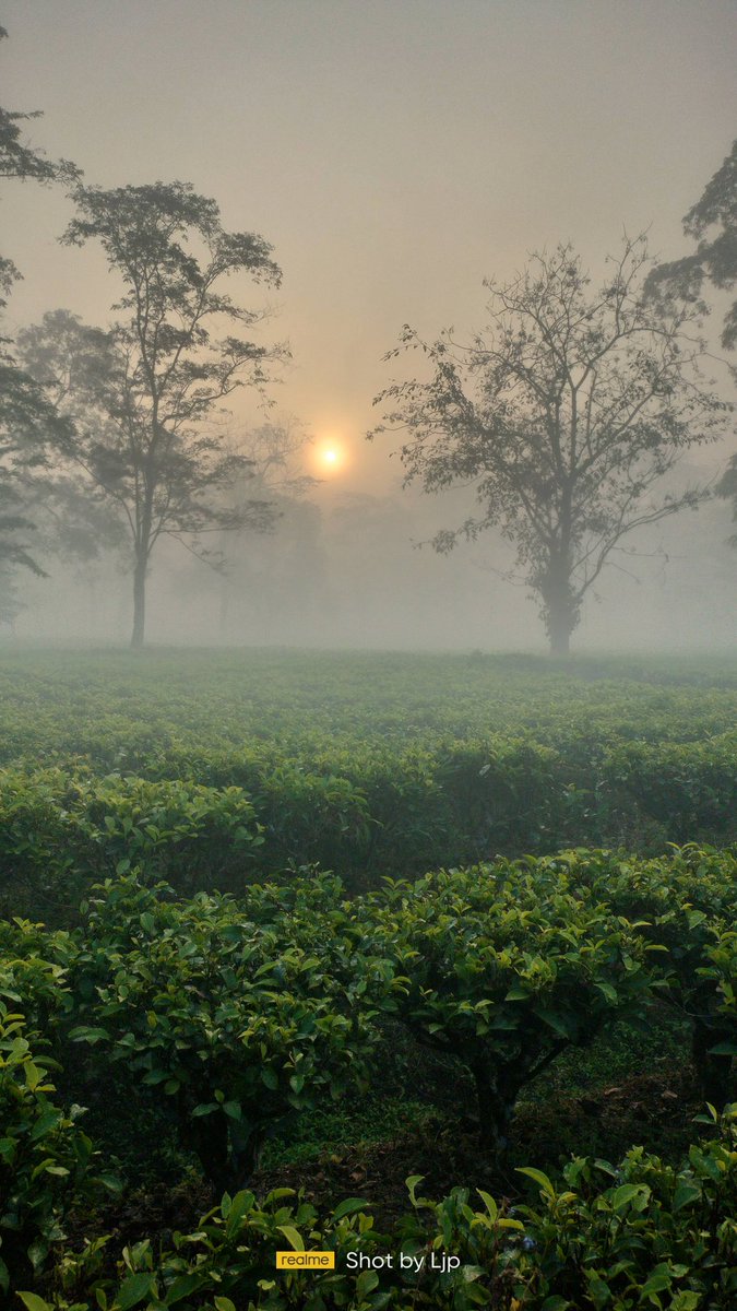 PHUKON0w's tweet photo. Beauty in the morning of our Tea Garden https://t.co/CFd6UtiPOc
