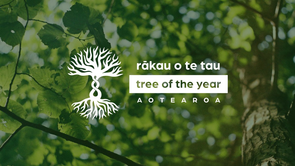 NZ Notable Trees tweet media