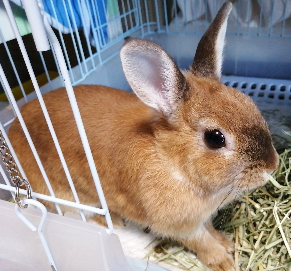 WAIWAIbento's tweet photo. 今日のココさん🐰✨
#うさぎのいる暮らし https://t.co/enTMZgSqOW