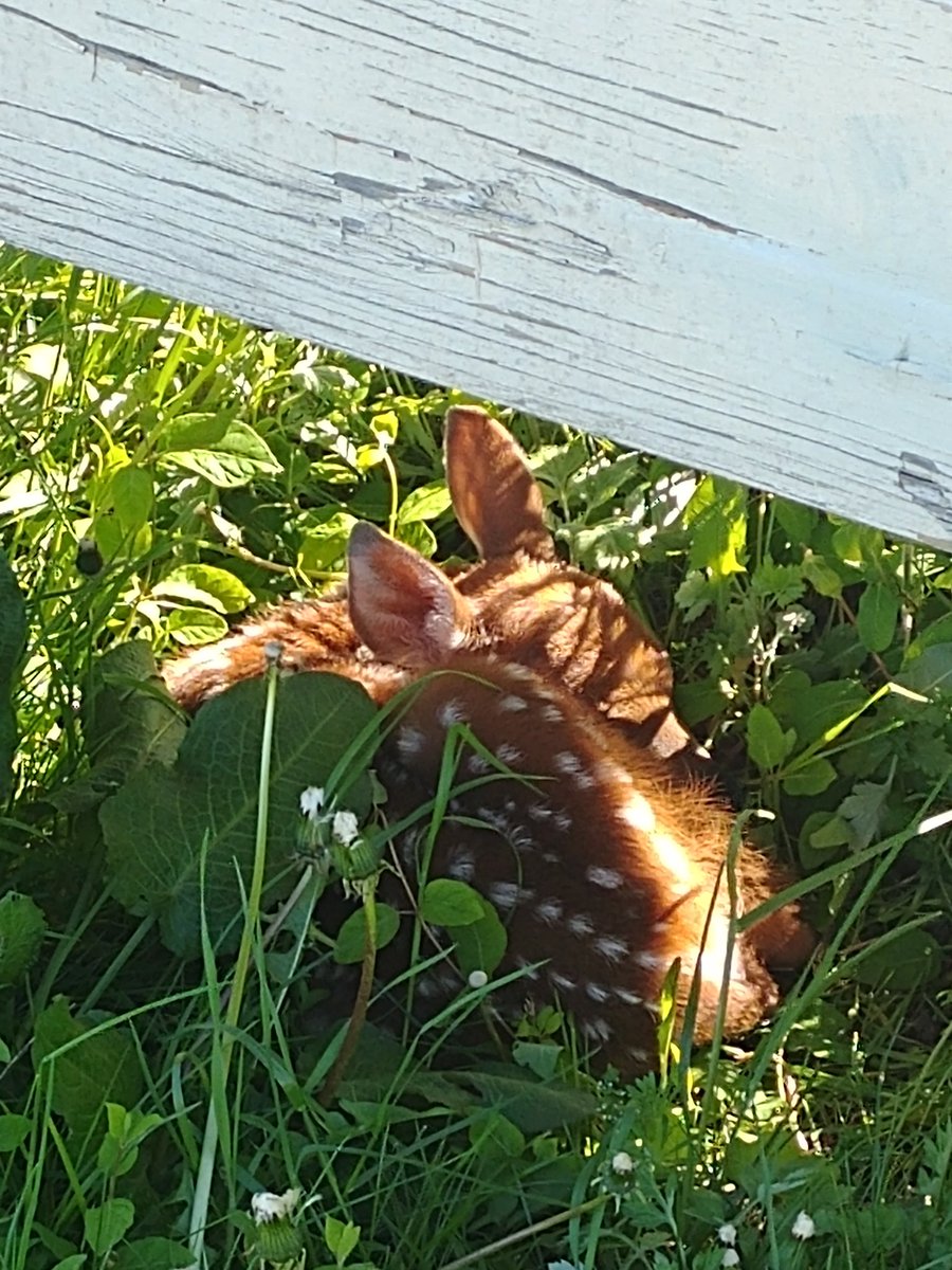 OYCWineCloud's tweet photo. Our hives @OldYorkCellars don't only protect #honey bees. But they make a quick hiding spot for a #baby deer. #beautiful #sweet https://t.co/dwvByhAZeH