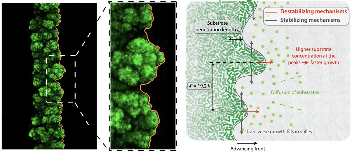 TheSquishyLab's tweet photo. What determines the shape of a bacterial colony growing in 3D? 🦠 We addressed this question using experiments, theory, &amp; simulations—which jointly reveal that dense bacterial colonies undergo a morphological instability as they grow.

Read more at https://t.co/MebfJYFz1x! (1/9) https://t.co/3VsRGf1Axa