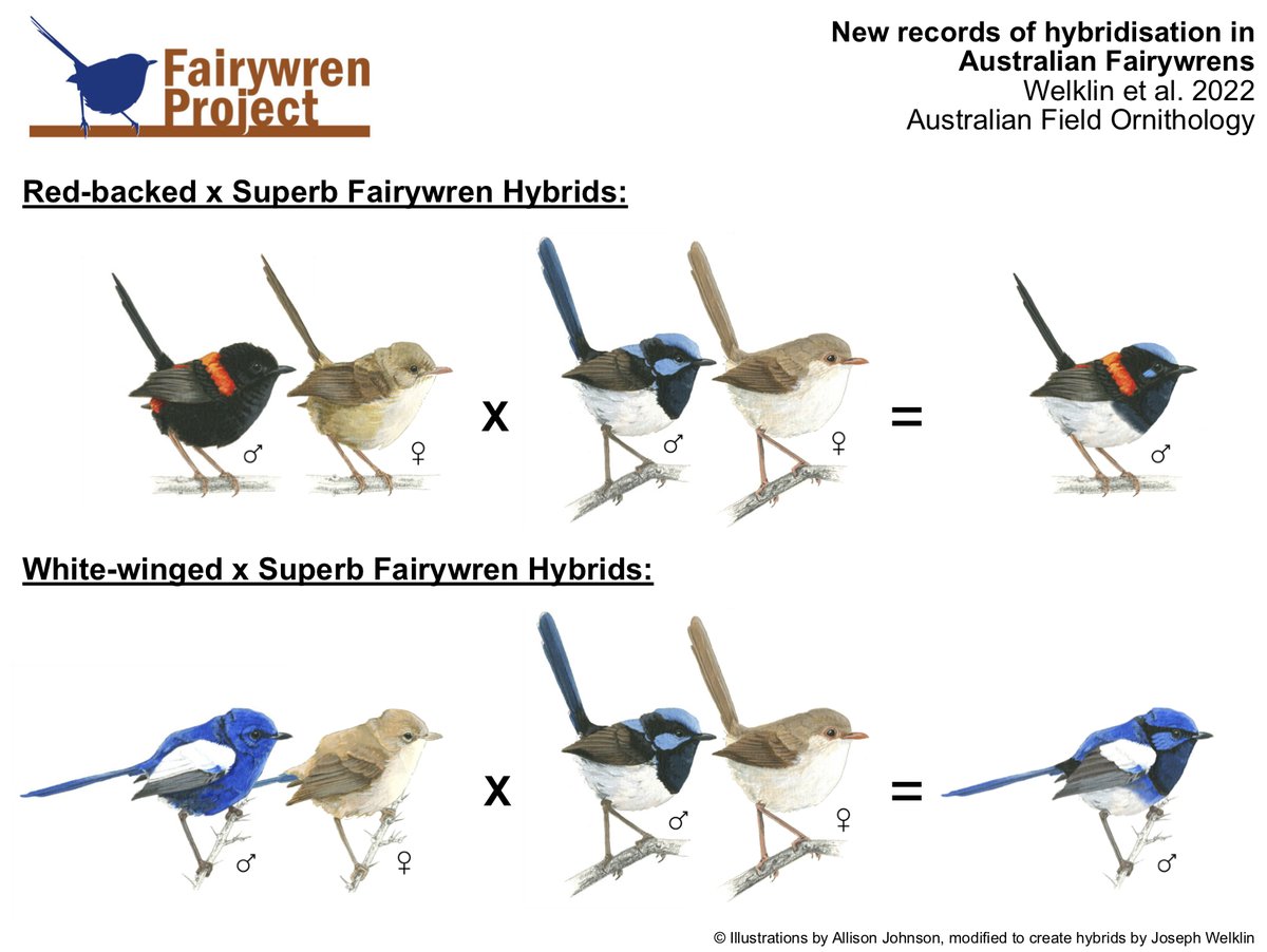 Fairywren Project tweet media