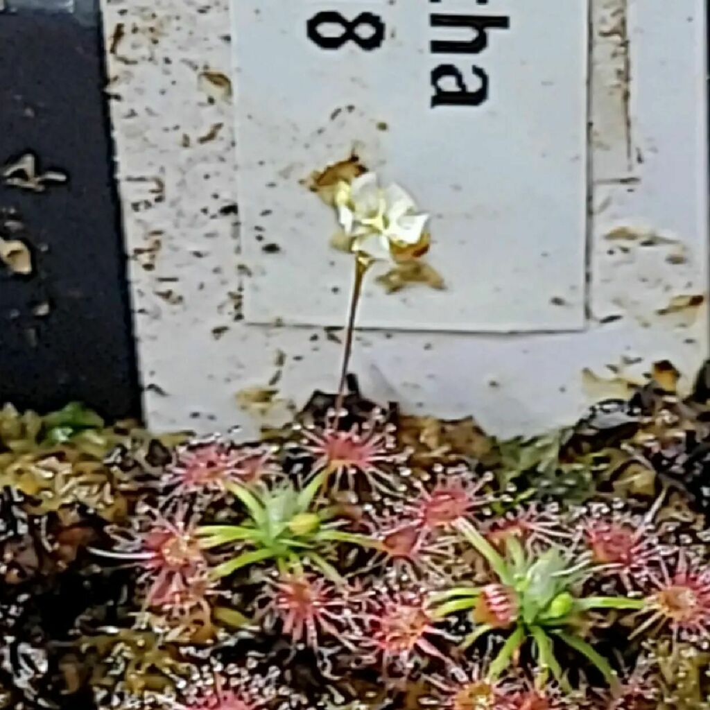 Panman200's tweet photo. These pygmy sundews are really cute. For reference, the label behind the flower is 12 point font. They are so tiny!
.
.
#carnivorousplants #carnivorousplantsofinstagram #drosera #sundews #sundewsofinstagram #droseraofinstagram #droseramicrantha #pygmysundews https://t.co/EAres3e44w