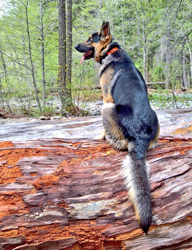 K9Garm's tweet photo. I wish you all a lovely evening and leave you with one of my favorite pictures of the moose and his glorious tail. We love being up in the redwoods, a place like no other. 
Gnite. https://t.co/G4vBirHXmF
