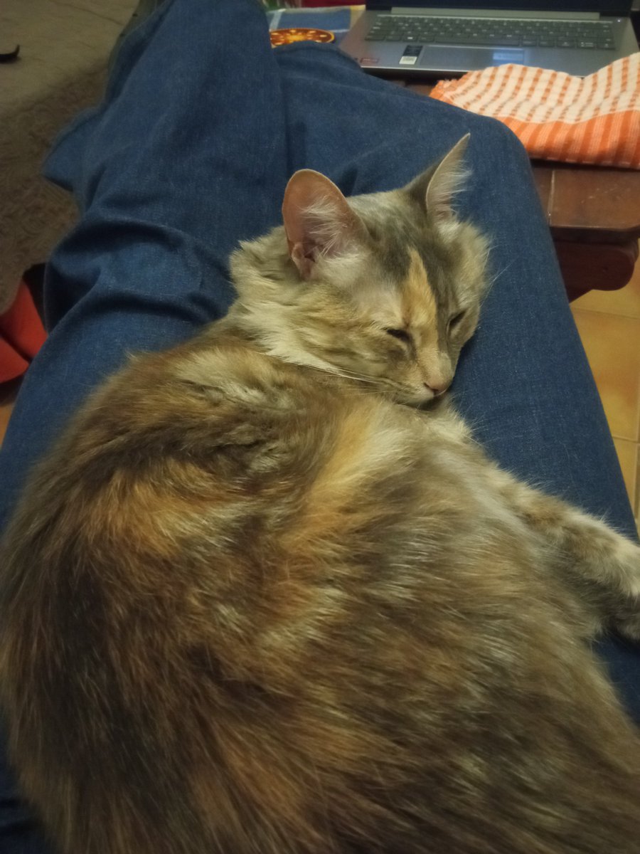 AniraMinada's tweet photo. Inaugurada la temporada de calentador de piernas ecológico 🐱 https://t.co/3SMEQM5l3H