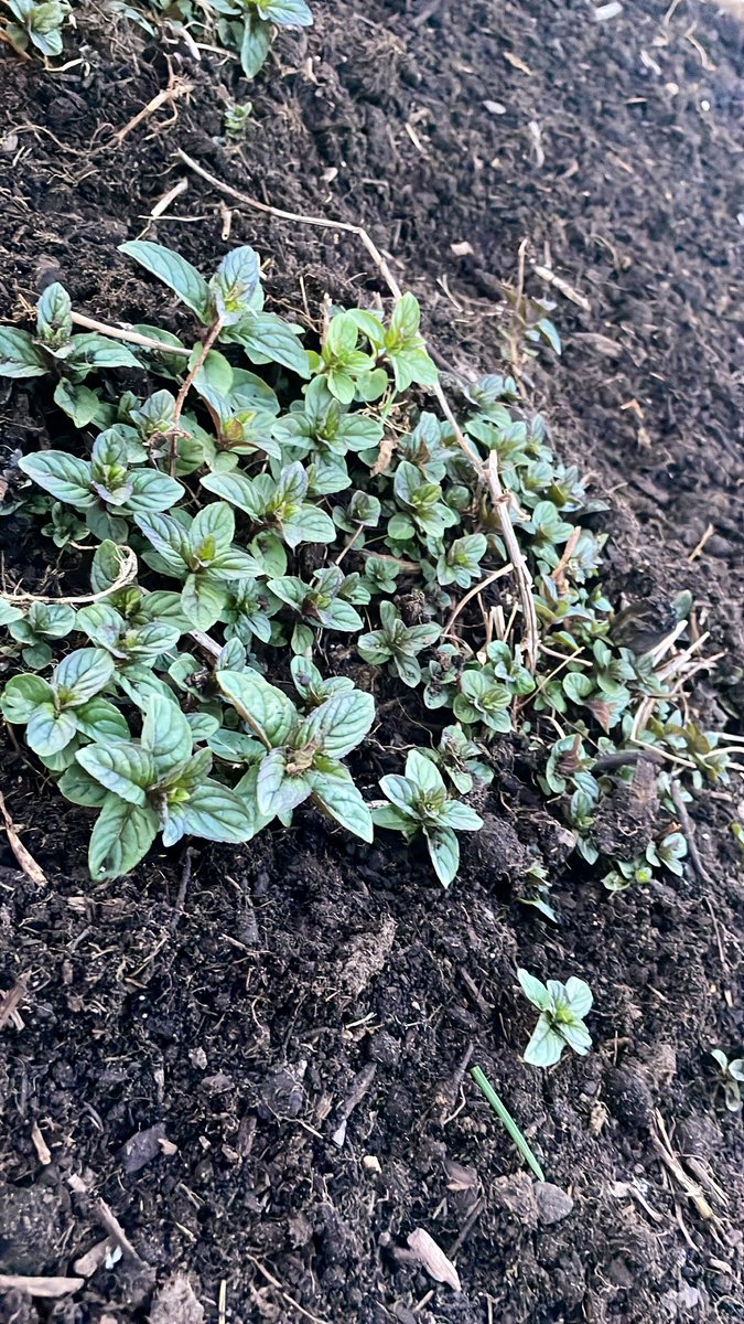 meegz3188's tweet photo. #FarmerBae is back for another grow season. (My mint green back like crazy) https://t.co/mnKVoZLO5q