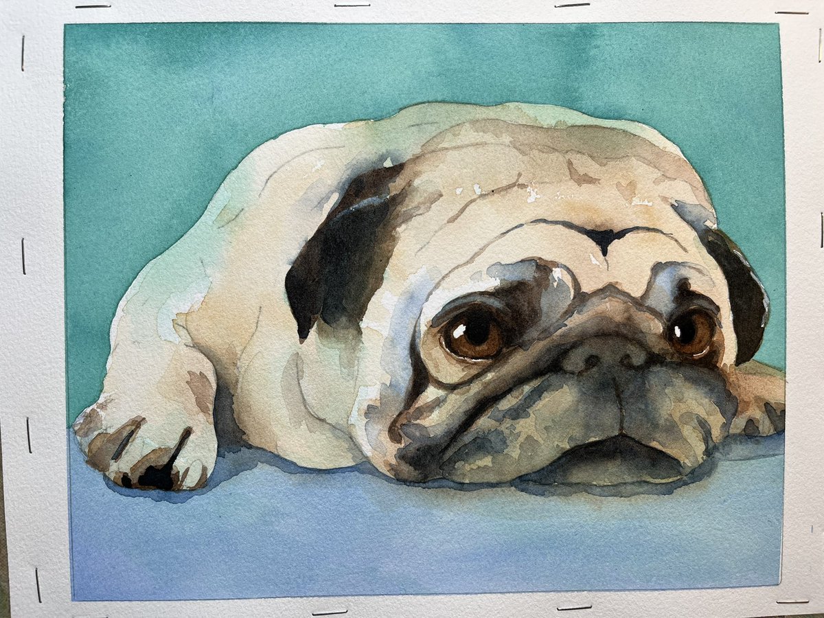 Pug watercolor pet portrait just finished. #petportrait #watercolorpet #petportraitpainting