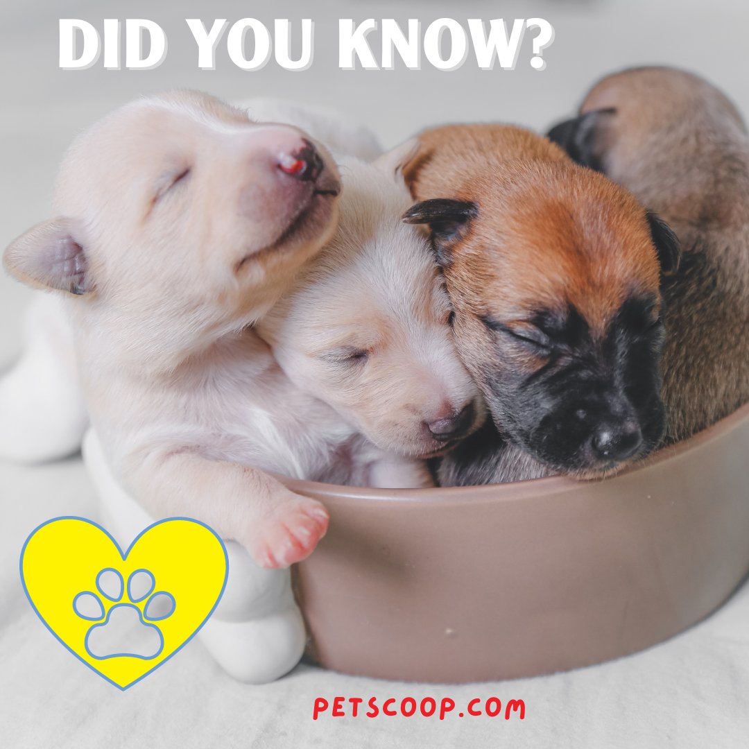 Can Puppies Be Born Deaf