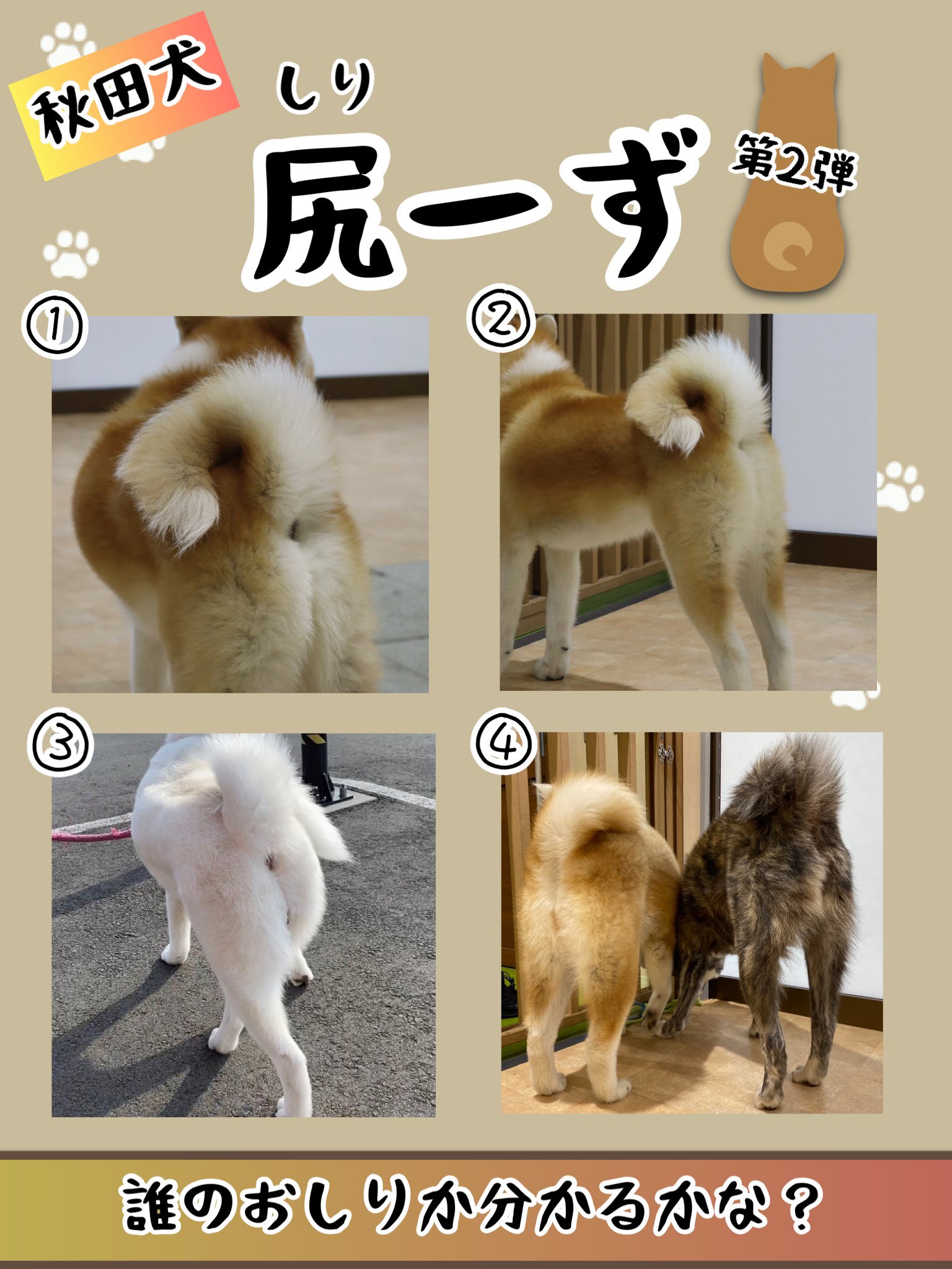 秋田犬の里 公式 尻ーず第2弾の答えです 全問正解できましたか 今回はちょっと難しかったかな 秋田犬の里 秋田犬 尻ーず T Co F7tv8ia8lj Twitter
