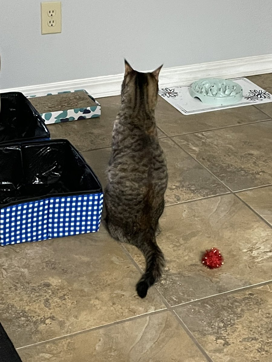 pepper_standing's tweet photo. Cat. 

#cat #catsoftwitter #CatsOnTwitter #catsstandingup https://t.co/Xk801Qk3iF