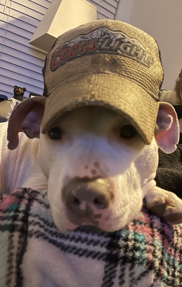 adarbe3's tweet photo. Farmer dog 🐶 #dogs #DogsofTwittter #buster  #Pitbull https://t.co/MS2JhSo9xv