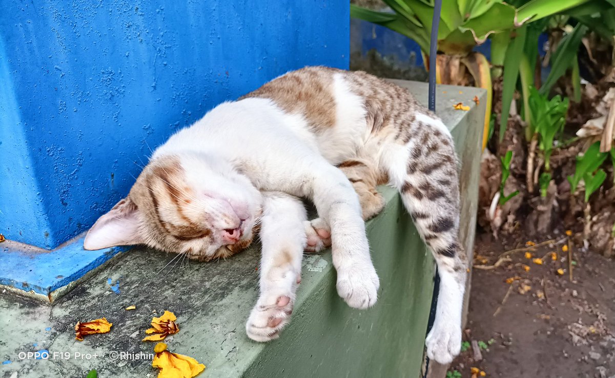 RhishinMukherj1's tweet image. #goodmorning People 🐾
Well, Still not feeling to Wake Up! 🌚😅
...
A Snapshot on the Way....
#suddenclick #CatsOfTwitter #CatsLover 
....
@viewbug @NatGeoPhotos