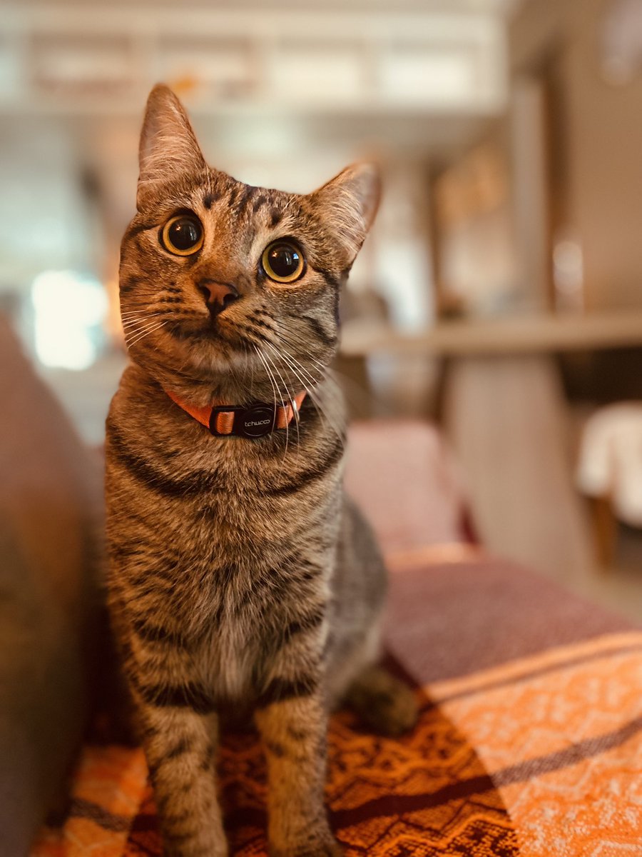 jaqueleiteb's tweet photo. Parem tudo, Minha gatinha passando na sua time!! 😻🙃 https://t.co/1CieTJDYrD