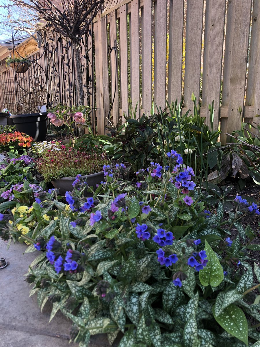 Jade37768636's tweet photo. @GardensHour Hellerbores,lungworts, rockfoils and primroses... I always have problem to get rockfoils overwinter in ground. I decided to plant them in pots last year… https://t.co/0gP3GlYqFU