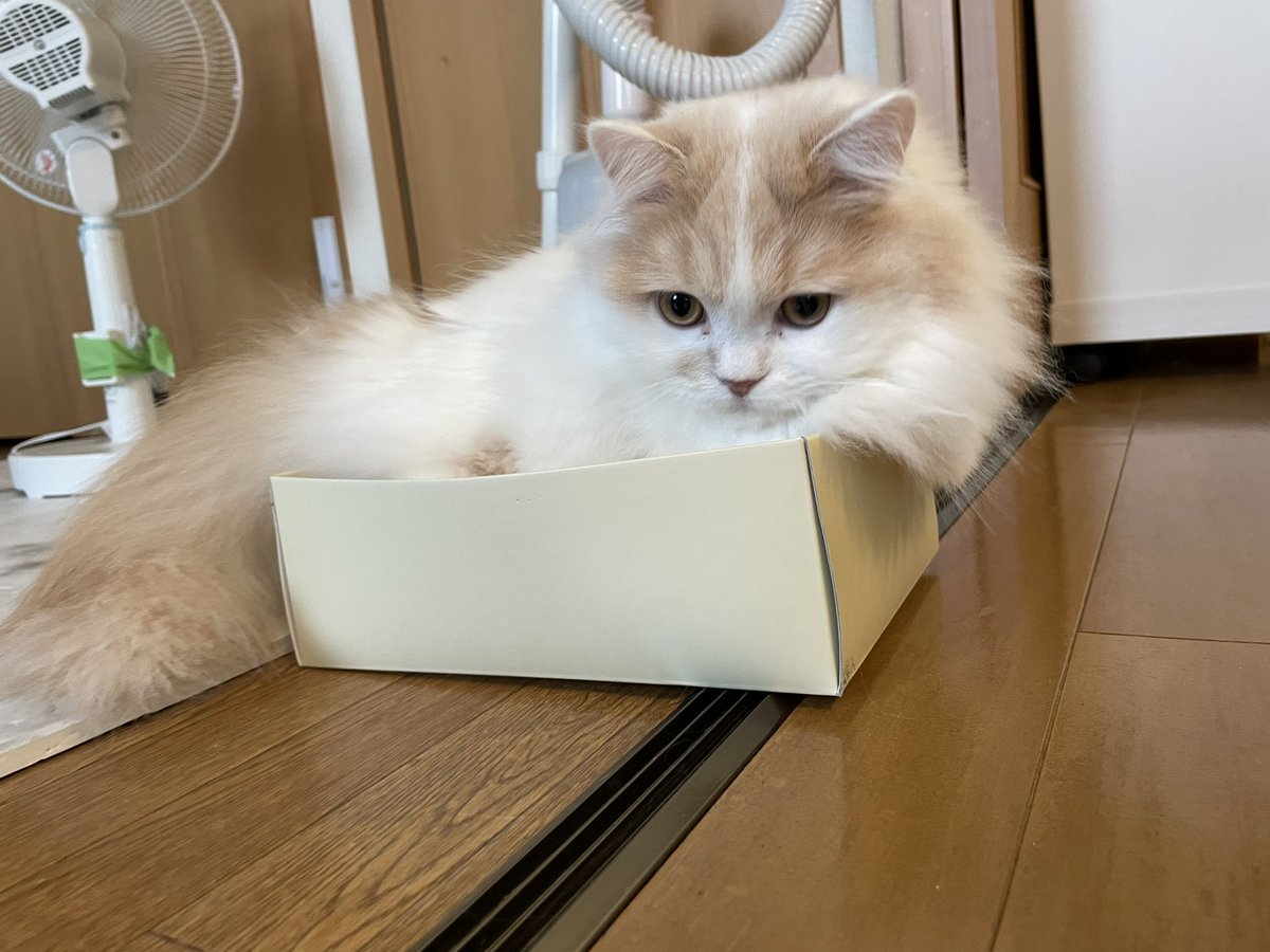 chloel0124's tweet photo. わたしの靴の空き箱で遊んで、今はその中で爆睡中のエルたん🐈💞
#靴の空き箱 #スコティッシュフォールド #スコティッシュストレート #立ち耳スコ #愛猫 #多頭飼い #長毛種 #猫好きさんと繋がりがりたい https://t.co/DyZ4C4CsHm