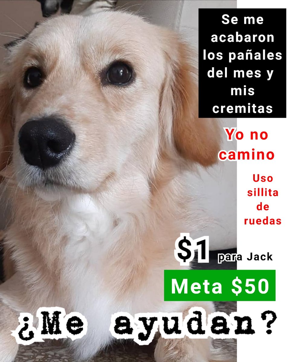 VoluntariosxAnimales tweet media