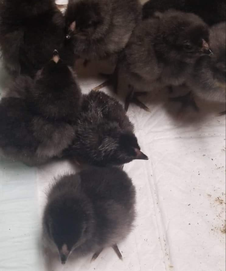 Local poultrykeepers - I hatched out some F1 spearmint eggers that are going to grow up to be gorgeous, cold-hardy, dual-purpose birds. Their moms each give me an egg every day. I still have a few left after going through the waitlist!