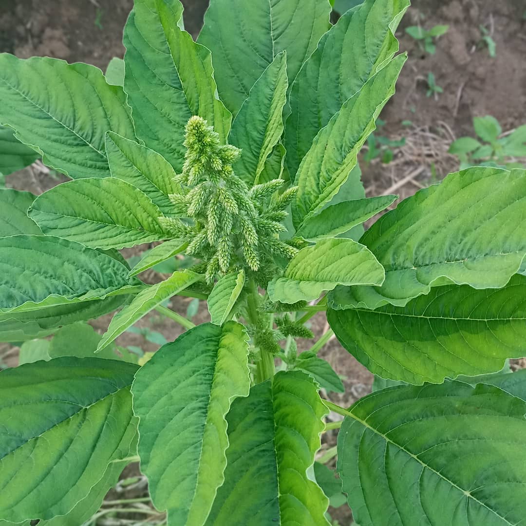 Mhnuco_group 
Grain Amaranth Production.