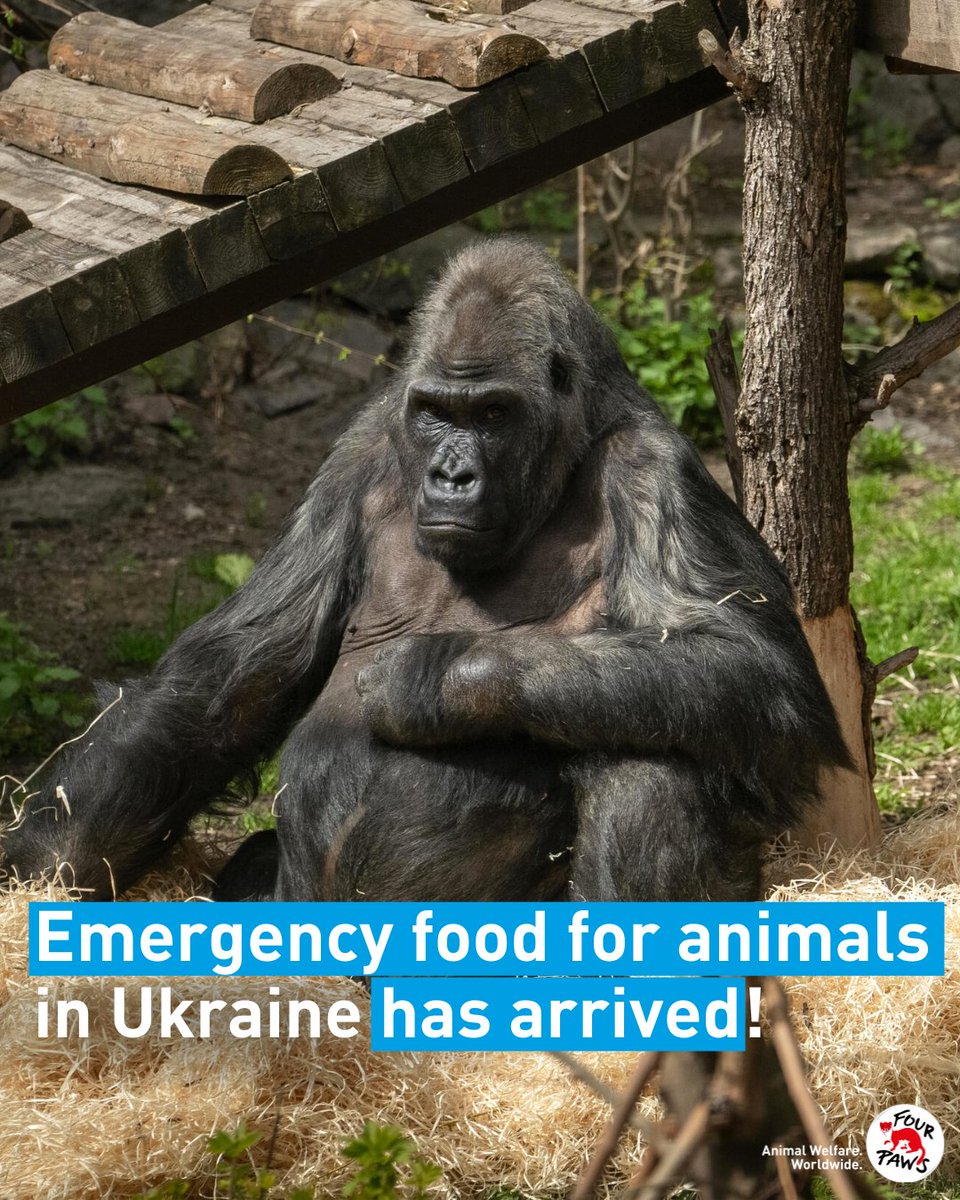 fourpawsAU's tweet photo. Food has arrived at #KyivZoo! #FoodForAnimals 🇺🇦
 
After a long trip, the much-needed 20 tons of hay &amp; food for Ukrainian zoo animals in #Kharkiv, #Odessa, Mykolayiv, Cherkassy, $Kyiv &amp; Mena have arrived.

To continue supporting our work in #Ukraine ➡ https://t.co/4cfqynpaQl https://t.co/X00zTmRZF2