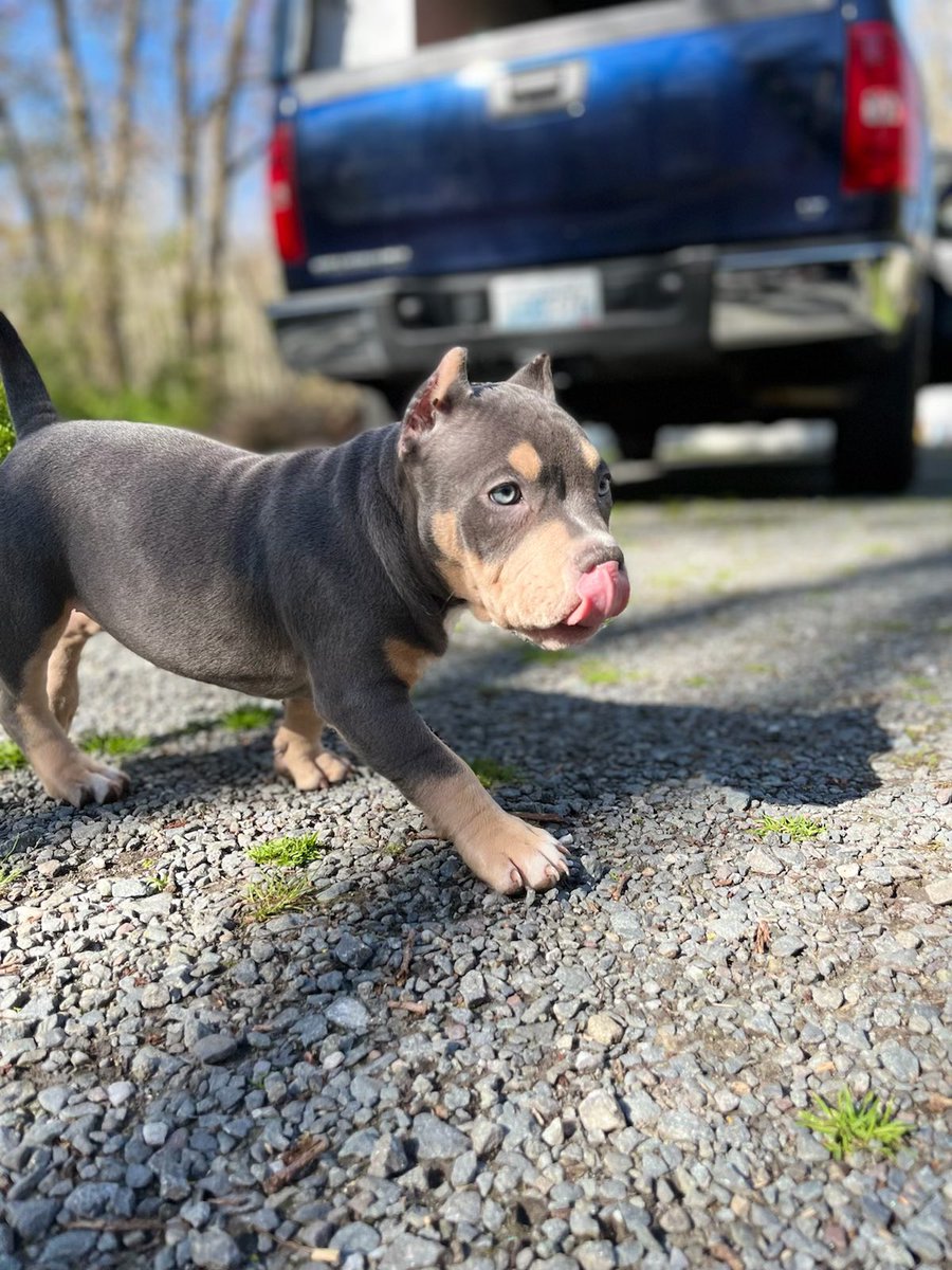 kodathebully69's tweet photo. Meet koda ! She’s the sweetest American bully pocket you’ll ever meet ! Weighing about 25 lbs, she meets all the criteria‘s your expecting out of the American Bully ! Very thick bone , nice muscle , and correct stance. She has straight fronts with a big head compacted all in one! https://t.co/KAKIJJsPZB