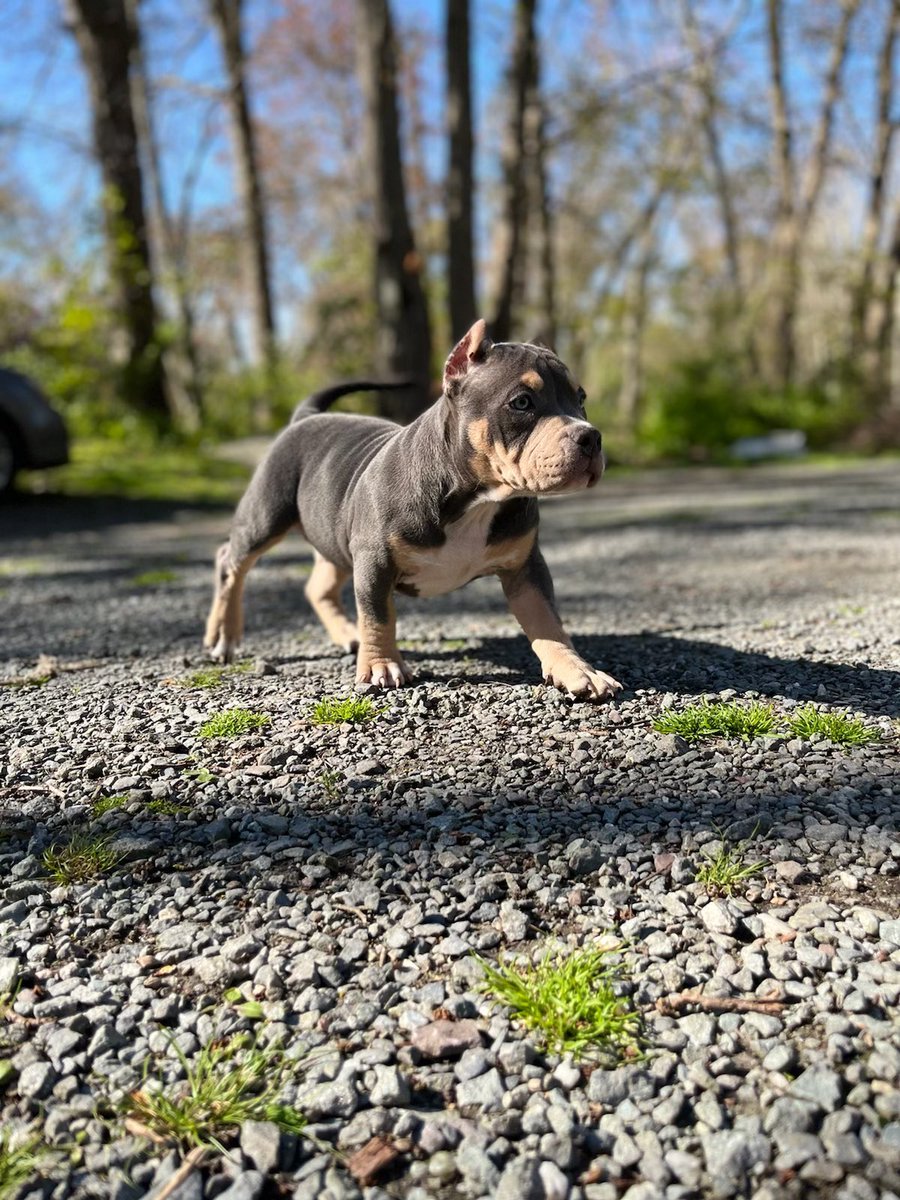 kodathebully69's tweet photo. But besides how bad ass she looks,  she has the sweetest personality &amp; character. Her confidence  is out of this world, and the energy she has brings her over the top !! Follow koda journey with us ❤️ https://t.co/ggRirepvnw
