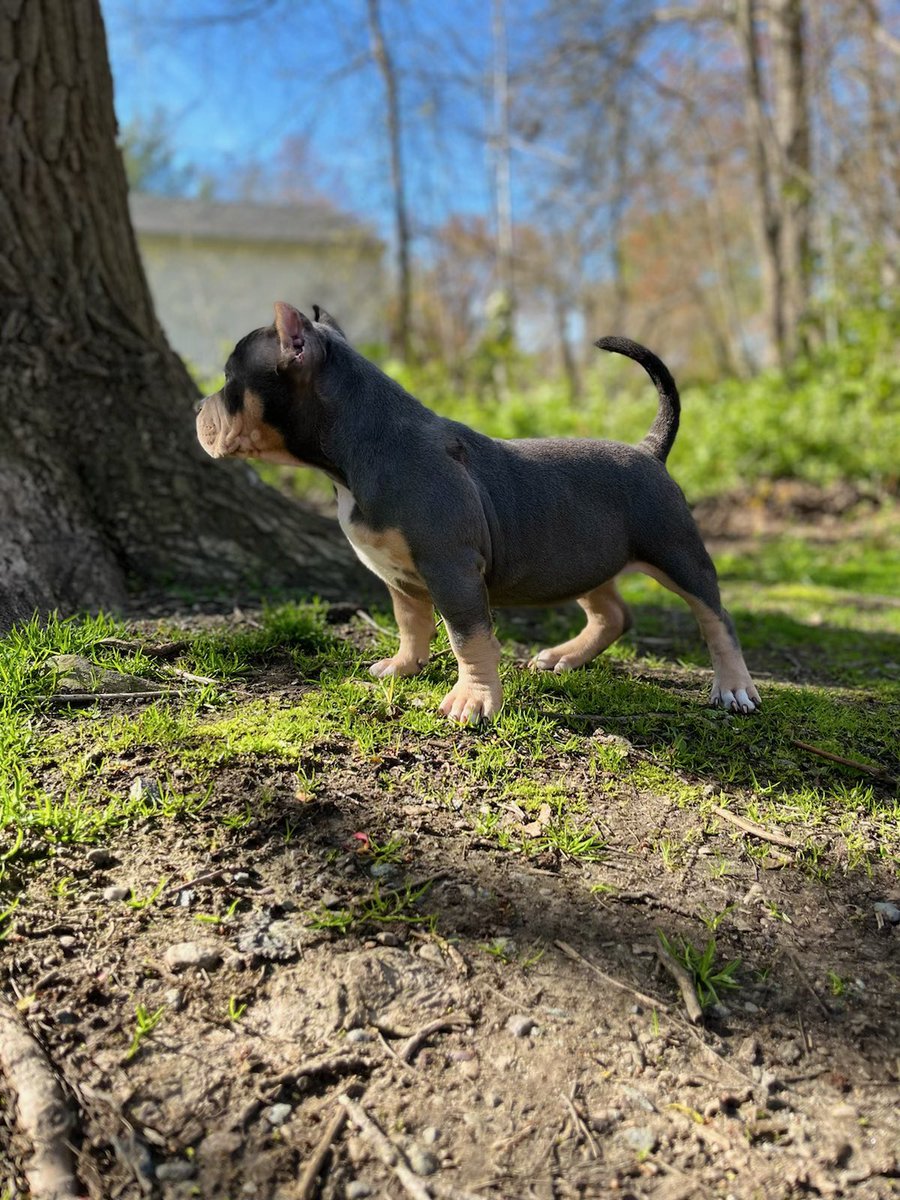kodathebully69's tweet photo. But besides how bad ass she looks,  she has the sweetest personality &amp; character. Her confidence  is out of this world, and the energy she has brings her over the top !! Follow koda journey with us ❤️ https://t.co/ggRirepvnw