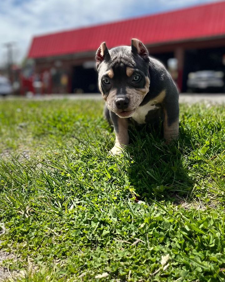 kodathebully69's tweet photo. But besides how bad ass she looks,  she has the sweetest personality &amp; character. Her confidence  is out of this world, and the energy she has brings her over the top !! Follow koda journey with us ❤️ https://t.co/ggRirepvnw