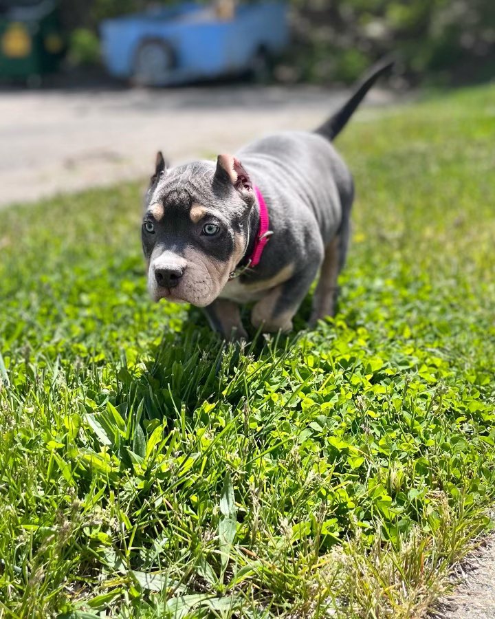 kodathebully69's tweet photo. But besides how bad ass she looks,  she has the sweetest personality &amp; character. Her confidence  is out of this world, and the energy she has brings her over the top !! Follow koda journey with us ❤️ https://t.co/ggRirepvnw